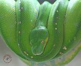 Green Tree Snake 9Y195D-028
